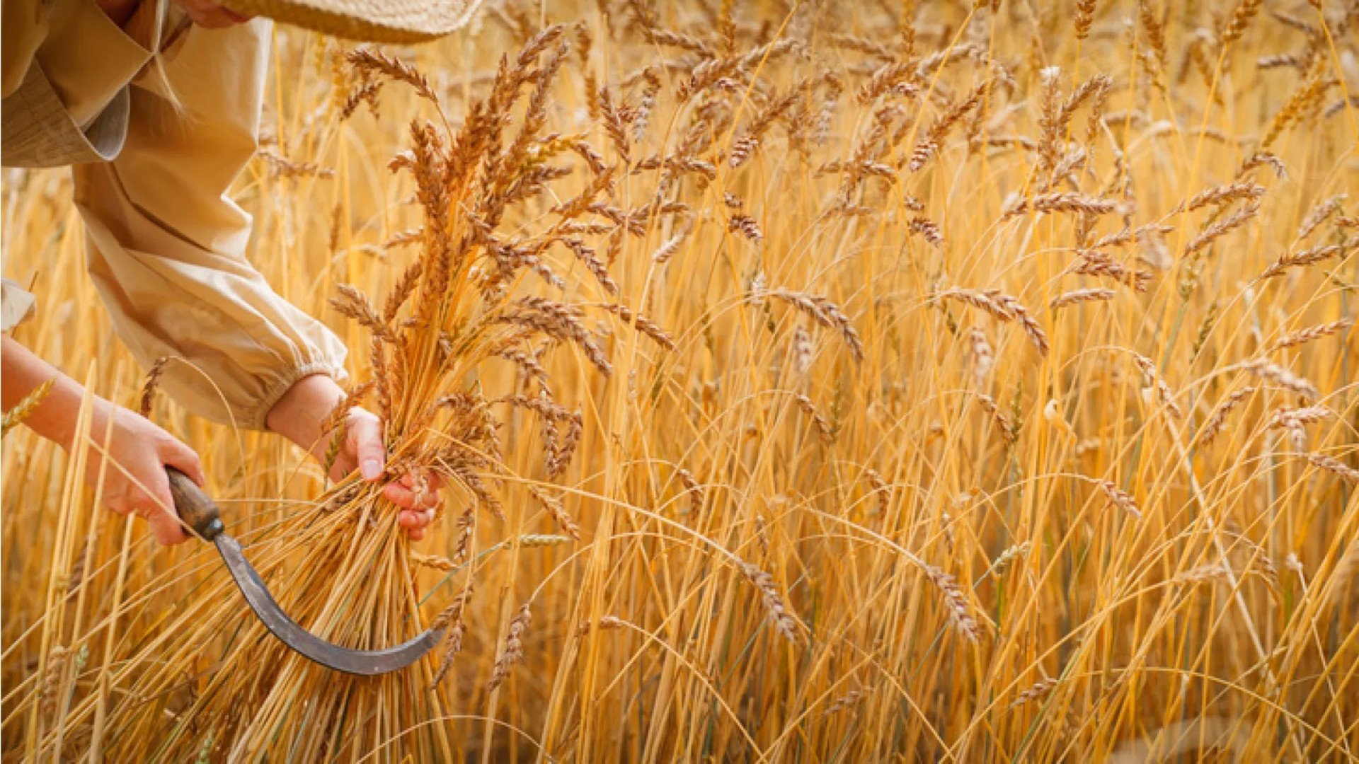 Wheat Harvest