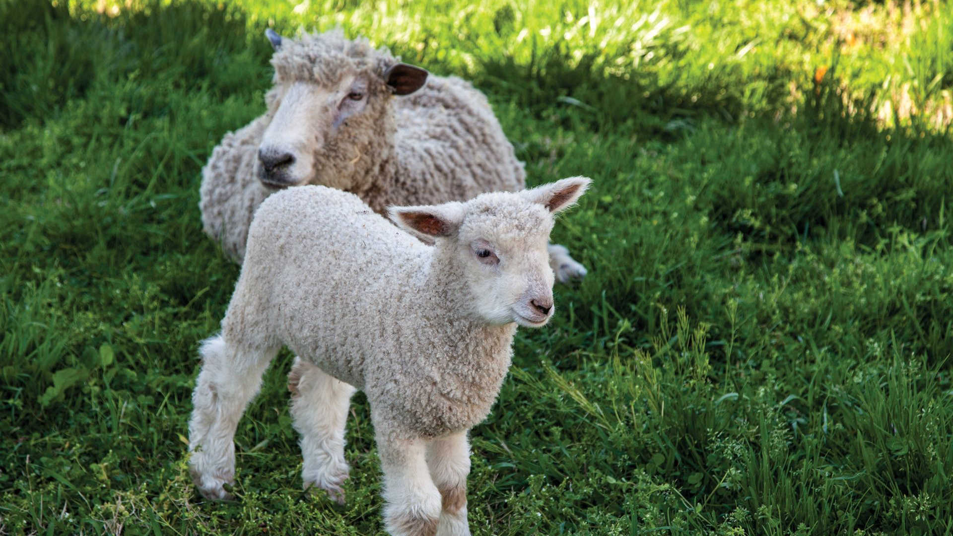 A photo of a lamb and sheep in a field