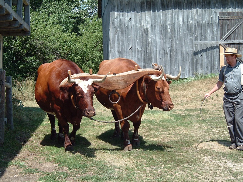 Yoked Wisconsin Oxen. Image via Wikimedia Commons.