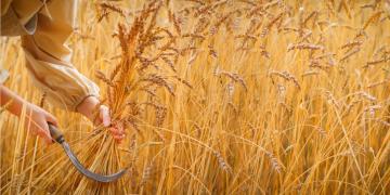 Wheat Harvest