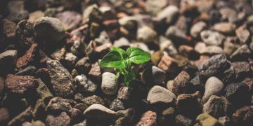 Parable of the Sower. Image of seedling by Pexels via Pixabay.